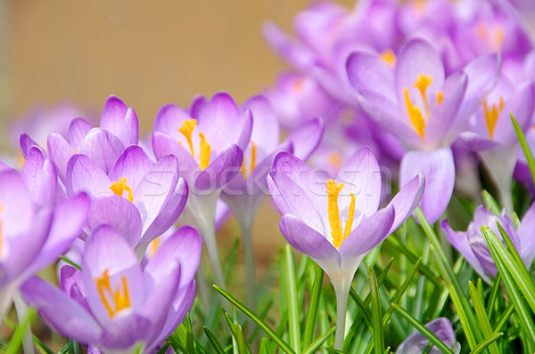 Foto stock: Açafrão · 60 · jardim · inverno · planta · branco