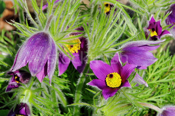 pasque flower 13 Stock photo © LianeM