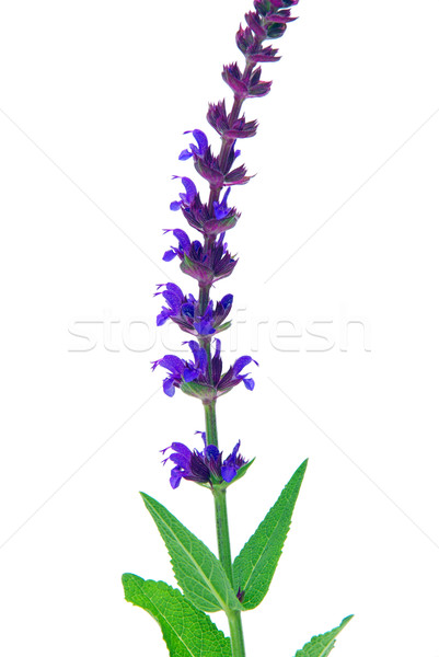 Salbei Blume isoliert Hintergrund blau Tee Stock foto © LianeM
