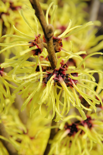 Hamamelis 23 Stock photo © LianeM