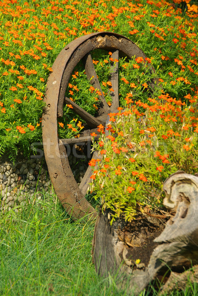 Tagetes 07 Stock photo © LianeM