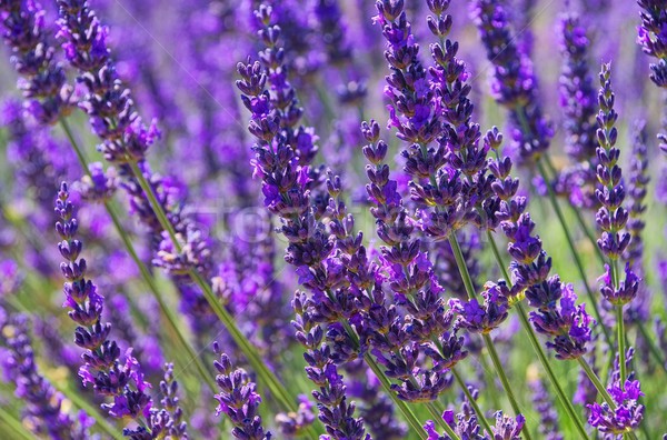 商業照片: 薰衣草 ·花· 綠色 · 植物 · 歐洲 · 紫色 / lavender