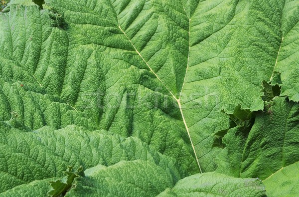 Gigant rabarbar ogród tle zielone pozostawia Zdjęcia stock © LianeM