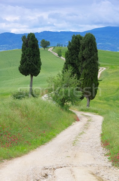 Tuscany cypress trees with track  Stock photo © LianeM