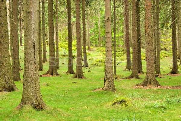 Fichtenwald - spruce forest 05 Stock photo © LianeM