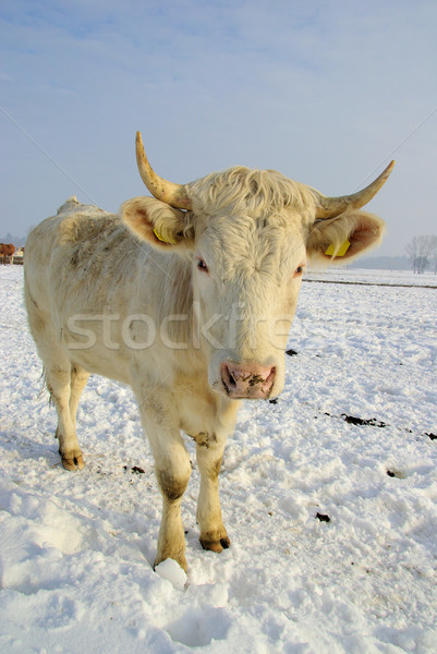 Stock photo: cow 50