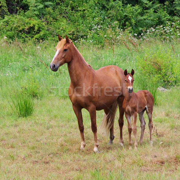 Stock photo: horse 07