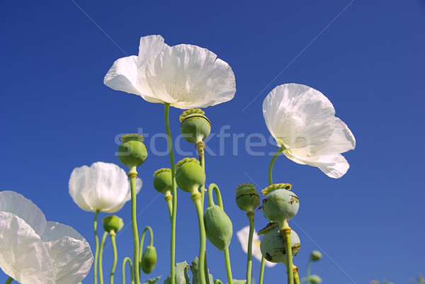 poppy 36 Stock photo © LianeM