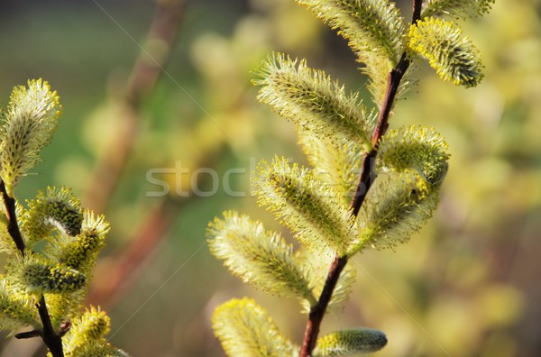 catkin  Stock photo © LianeM