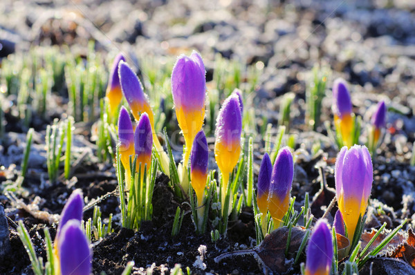 the Crocus sieberi Firefly Stock photo © LianeM