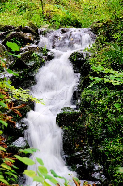 Slechte waterval boom landschap groene rivier Stockfoto © LianeM
