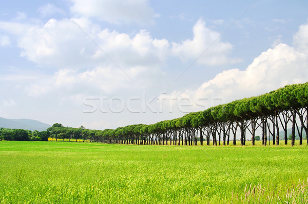 pine avenue 02 Stock photo © LianeM
