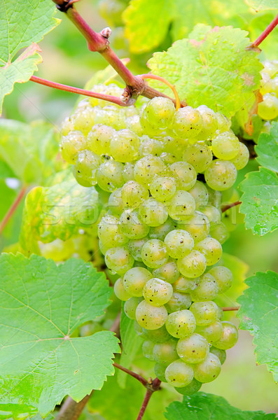 grape white 07 Stock photo © LianeM