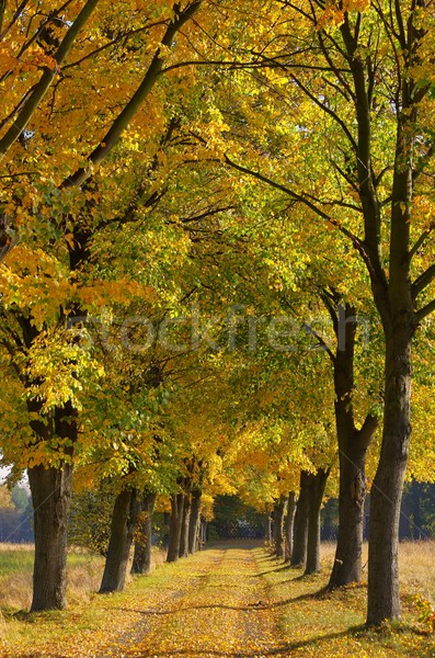lime tree avenue 06 Stock photo © LianeM