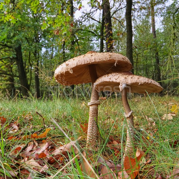 Stock photo: Parasol mushroom 23