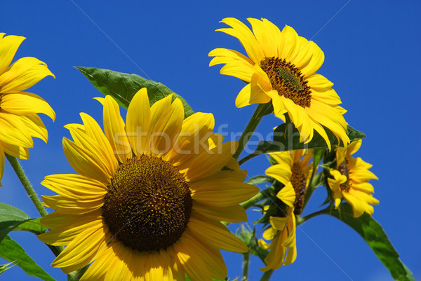 sunflowers 24 Stock photo © LianeM