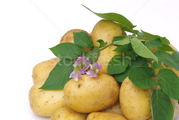 potato 05 Stock photo © LianeM
