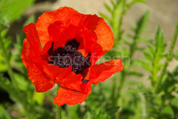 Foto stock: Amapola · 17 · jardín