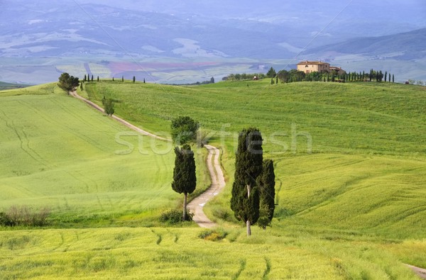 Tuscany cypress trees with track  Stock photo © LianeM