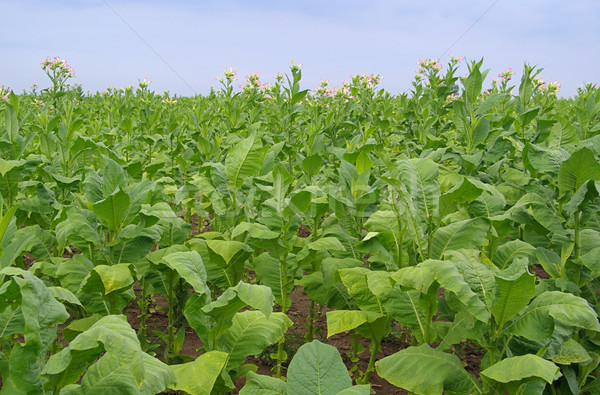 Cultivado tabaco folha campo plantas agricultura Foto stock © LianeM