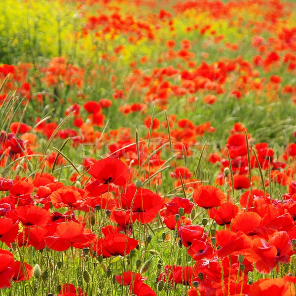 corn poppy  Stock photo © LianeM