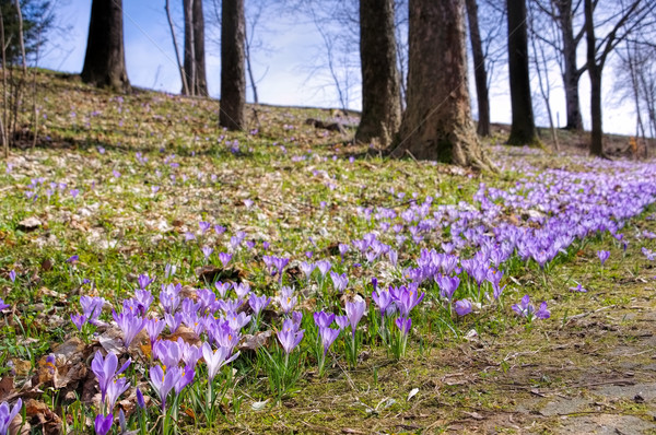 Crocus flowers in Drebach Stock photo © LianeM