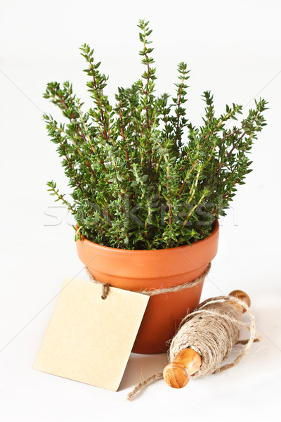 Thyme in a pot. Stock photo © lidante