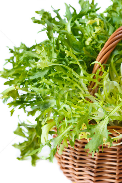 Stock photo: Escarole endive.