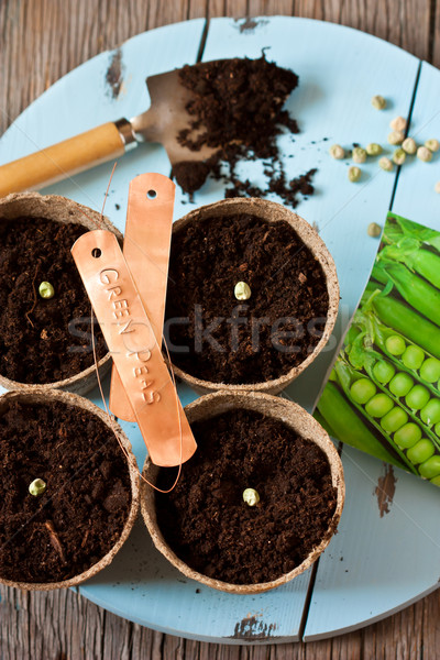Jardinagem verde ervilhas sementes Foto stock © lidante