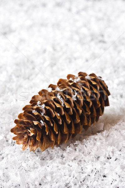 Pine cone. Stock photo © lidante