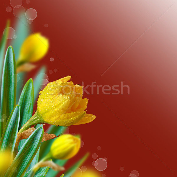 Frumos flori galbene roşu bokeh floare Imagine de stoc © lidante