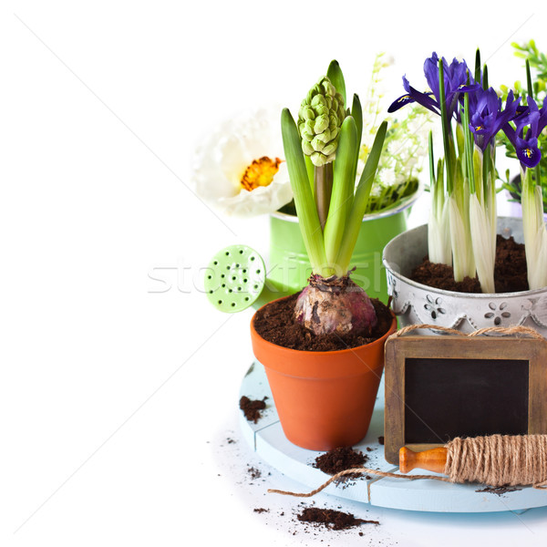 Spring time.  Stock photo © lidante