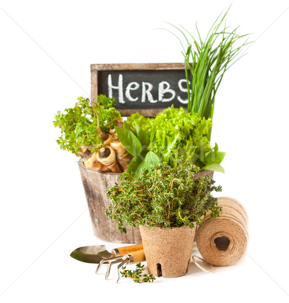 Herb garden. Stock photo © lidante