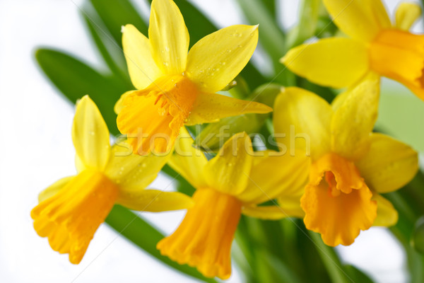 Narcissus. Stock photo © lidante