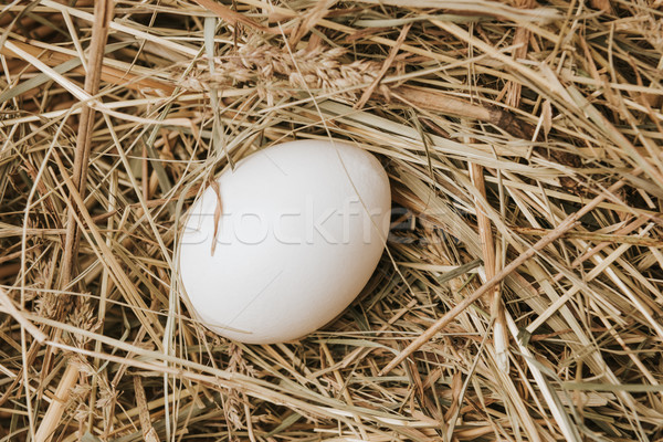 unprocessed white egg laying on straw   Stock photo © LightFieldStudios