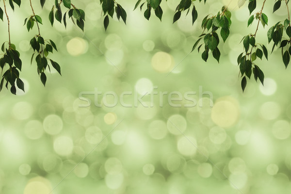 Stock foto: Grünen · Laub · bokeh · Vollbild · Niederlassungen · Textur