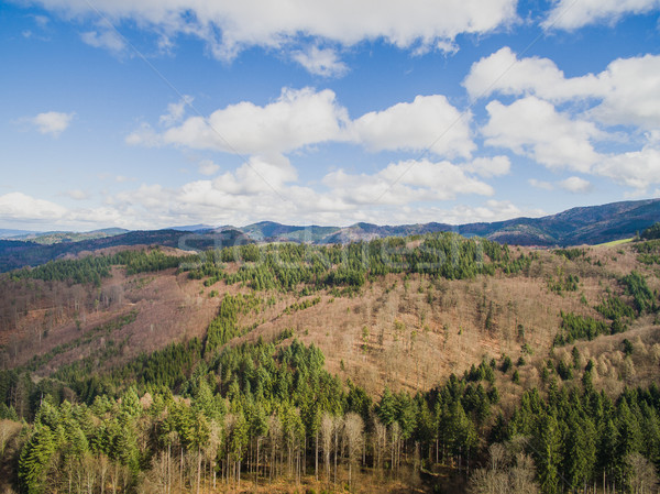 Luchtfoto majestueus landschap pine bos bewolkt Stockfoto © LightFieldStudios