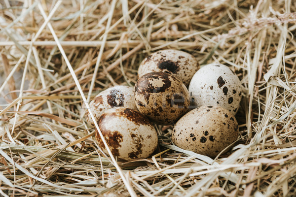 quail eggs laying on straw close to each other Stock photo © LightFieldStudios