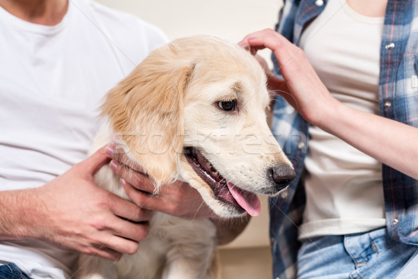 Couple petting dog Stock photo © LightFieldStudios