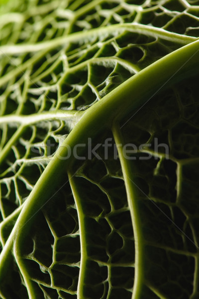 close-up view of texture of green fresh savoy cabbage leaf Stock photo © LightFieldStudios