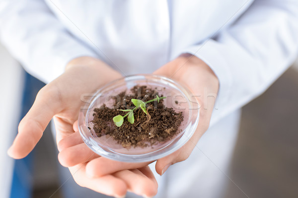 Stock photo: partial view of scientist holding container with plant on ground