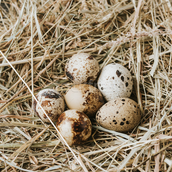 Eieren leggen stro sluiten ander ontbijt Stockfoto © LightFieldStudios