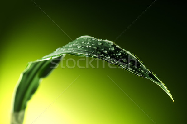 plant leaf with water drops Stock photo © LightFieldStudios