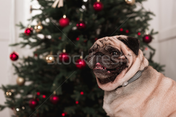 cute pug with christmas tree Stock photo © LightFieldStudios