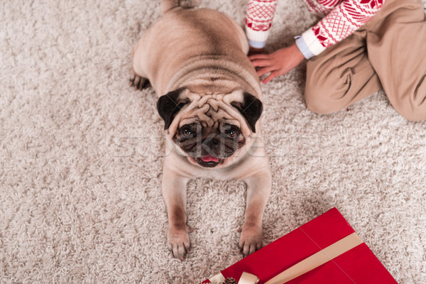 pug laying on carpet with gift box Stock photo © LightFieldStudios