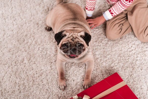 Stock photo: pug laying on carpet with gift box