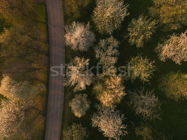 Top vedere peisaj verde copaci rutier Imagine de stoc © LightFieldStudios