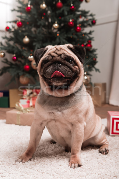 pug with christmas gifts Stock photo © LightFieldStudios