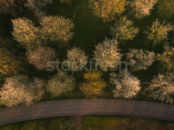 Górę widoku krajobraz zielone drzew drogowego Zdjęcia stock © LightFieldStudios