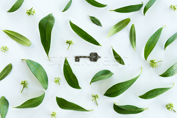 Top view of beautiful fresh green leaves and old key isolated on white Stock photo © LightFieldStudios